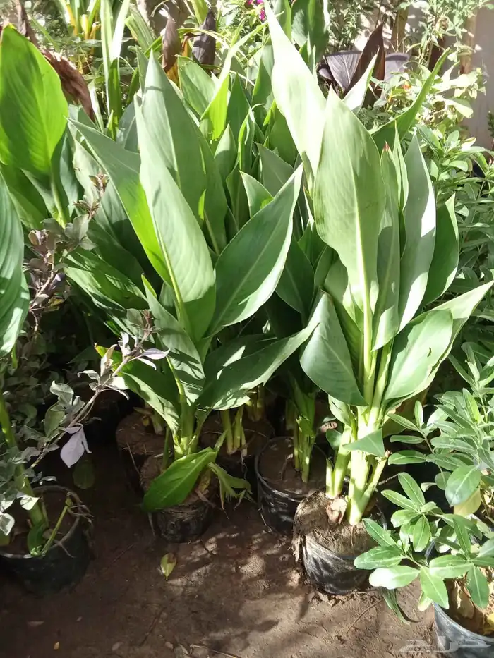 مشتل تنسيق حدائق 4