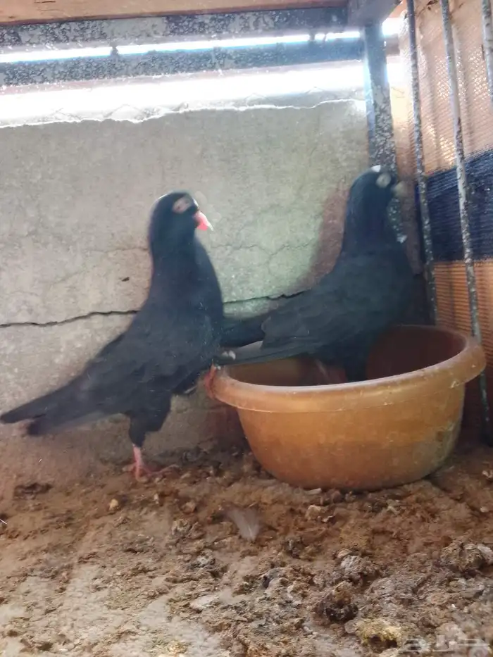 حمام باكستاني رام بوري اسود 2