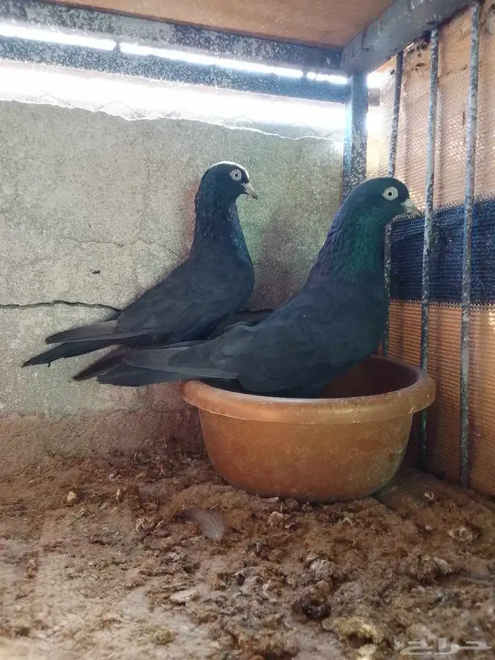 حمام باكستاني رام بوري اسود 0