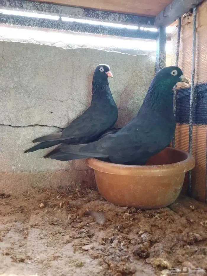 حمام باكستاني رام بوري اسود 1