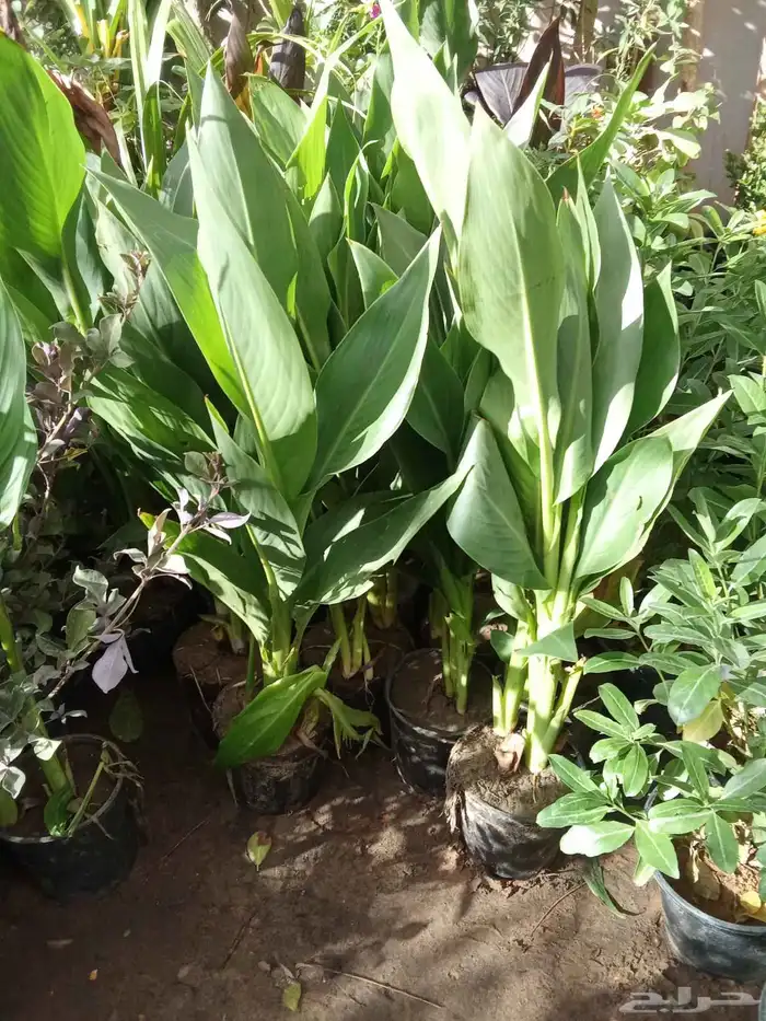 مشتل تنسيق حدائق 5