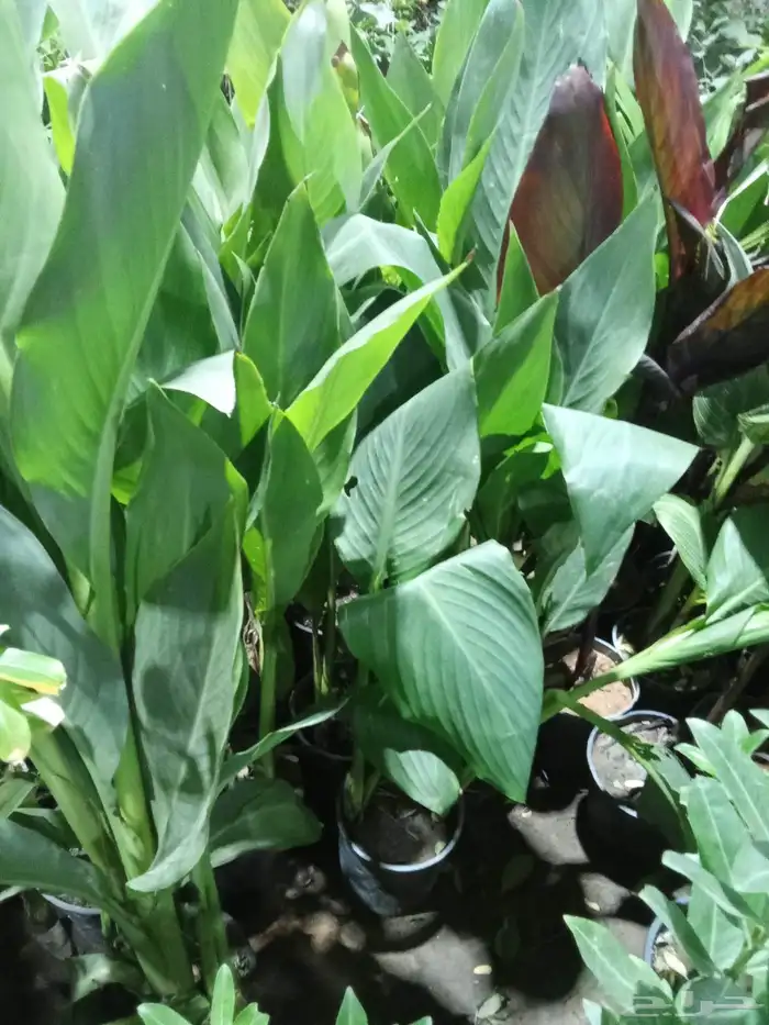 مشتل تنسيق حدائق 9