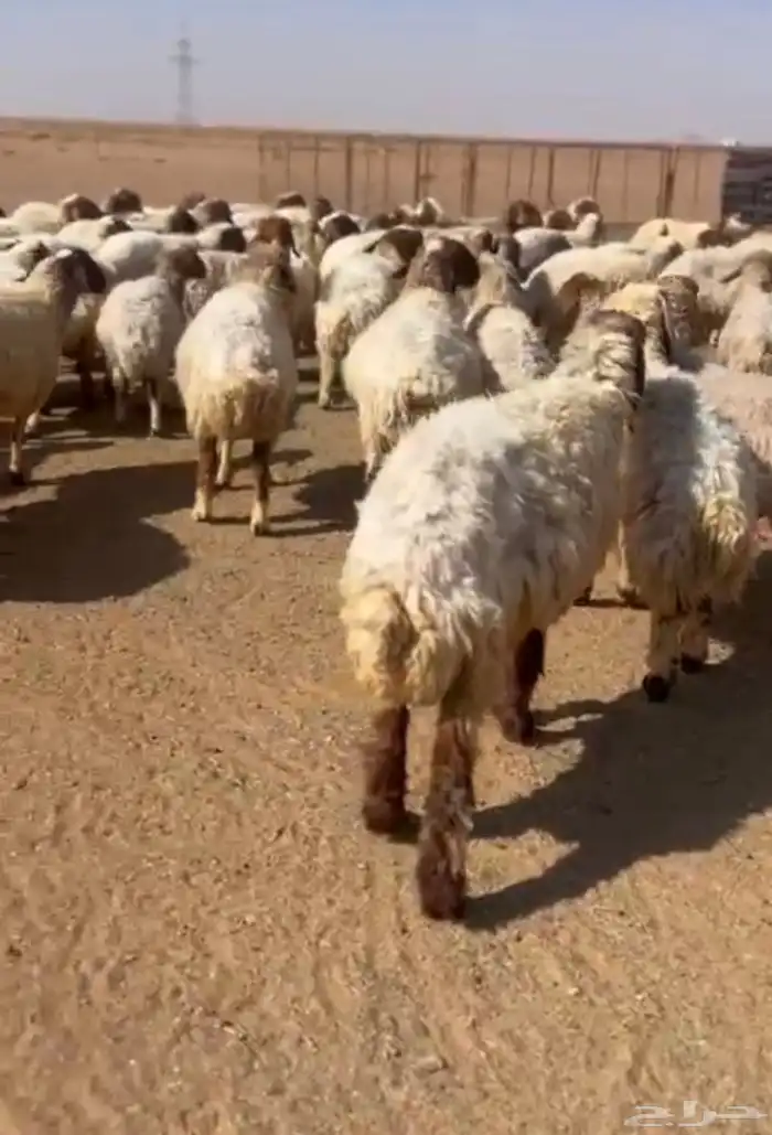 غنم نعيم مراح 0