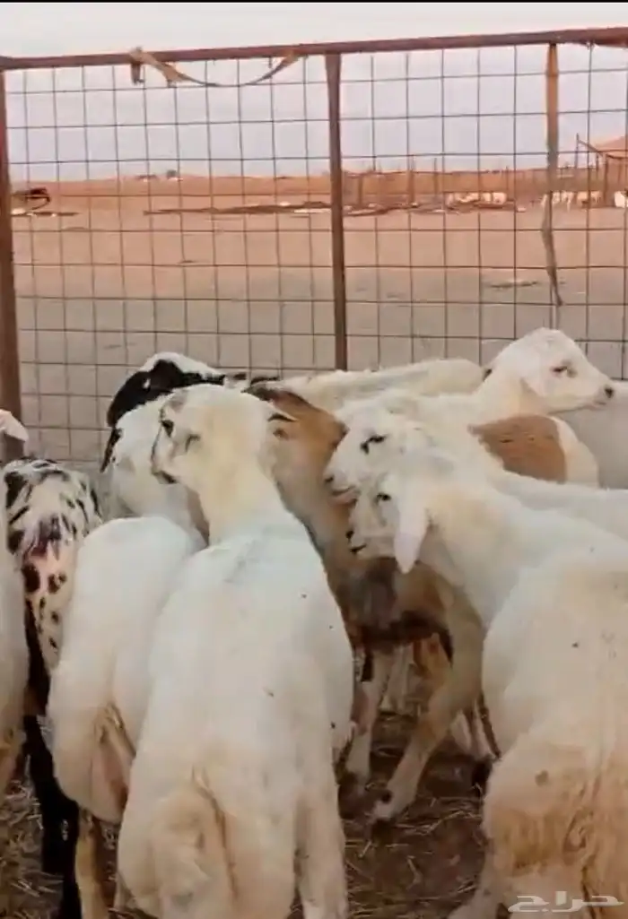 طليان مناسبات مقفله شحم ولحم 0