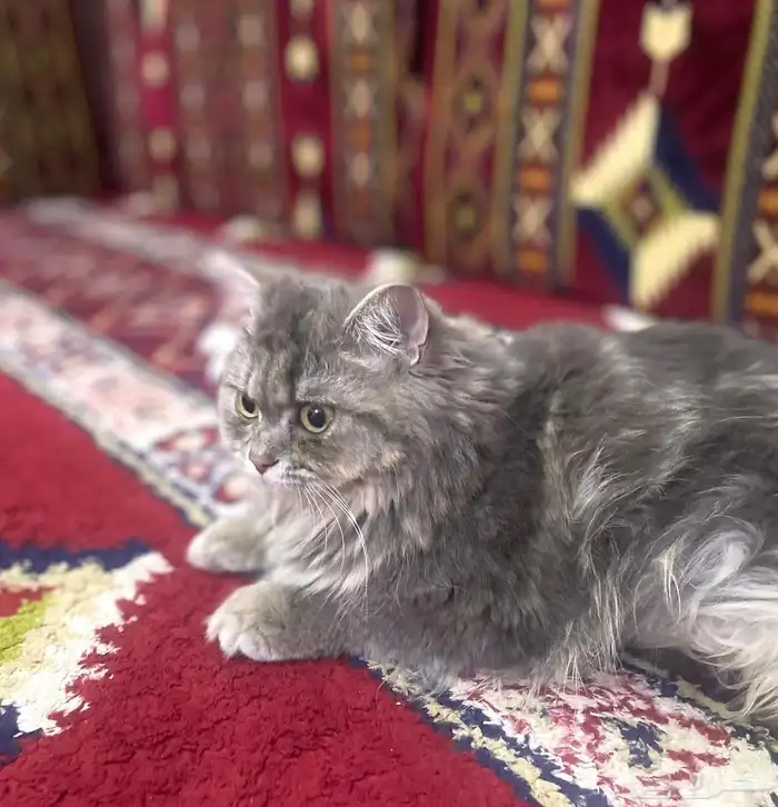 قطه للتبني مع اغراضها عمرها سبع شهور 0