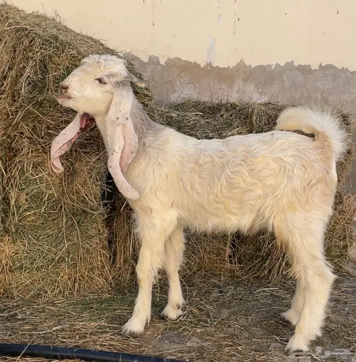 تيس مشروك 4 شهور طيب ( تم البيع ) 2