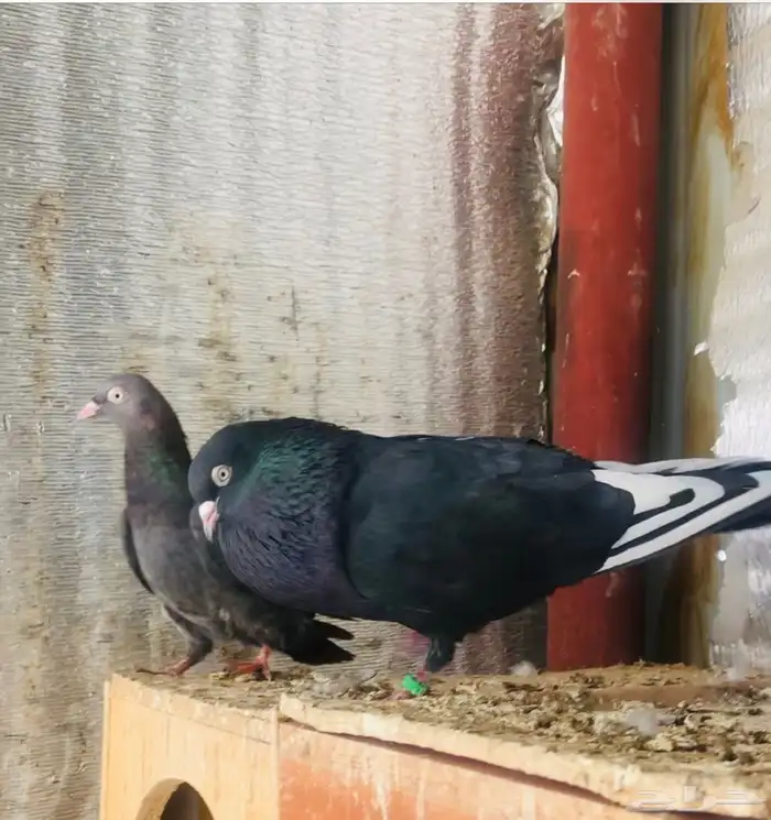 جوز كالو ورامبوري 4