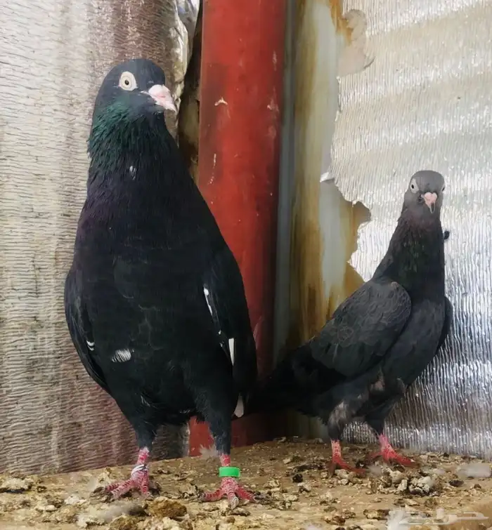 جوز كالو ورامبوري 0