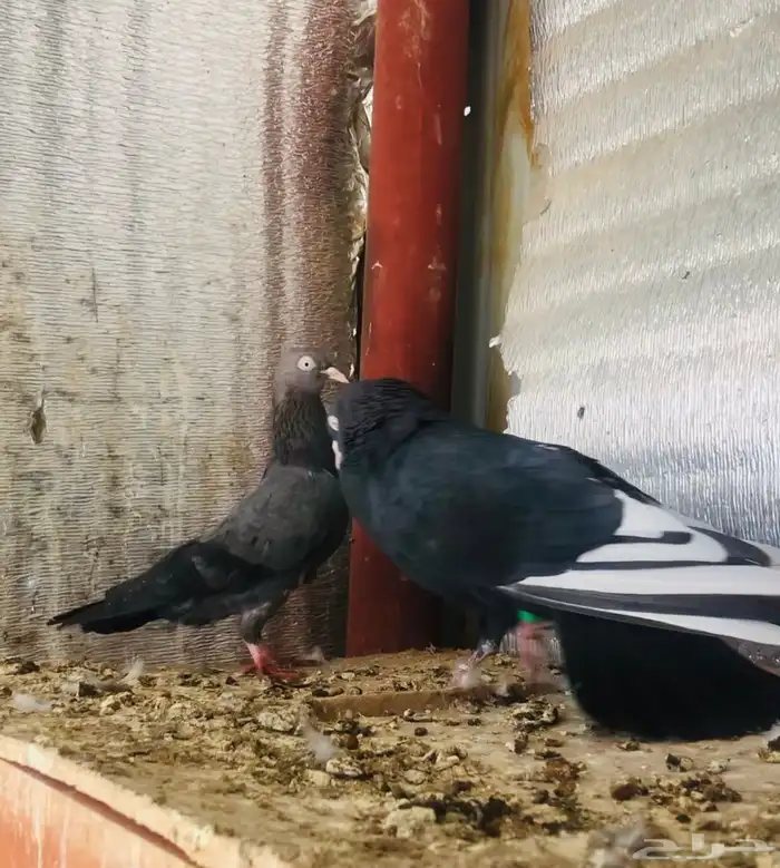 جوز كالو ورامبوري 1