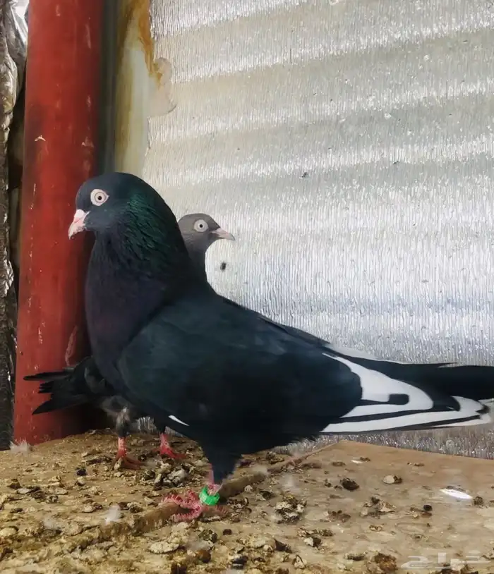 جوز كالو ورامبوري 3