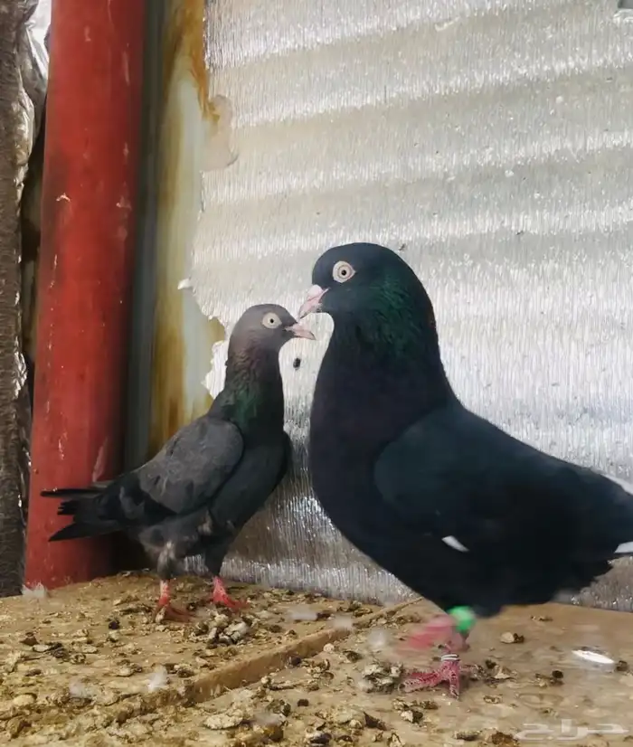 جوز كالو ورامبوري 5