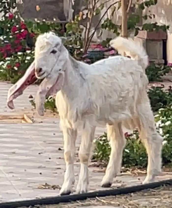 تيس مشروك 4 شهور طيب ( تم البيع ) 1