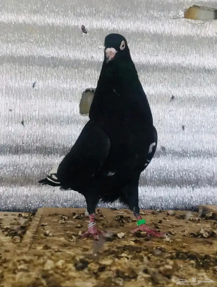 جوز كالو ورامبوري 2