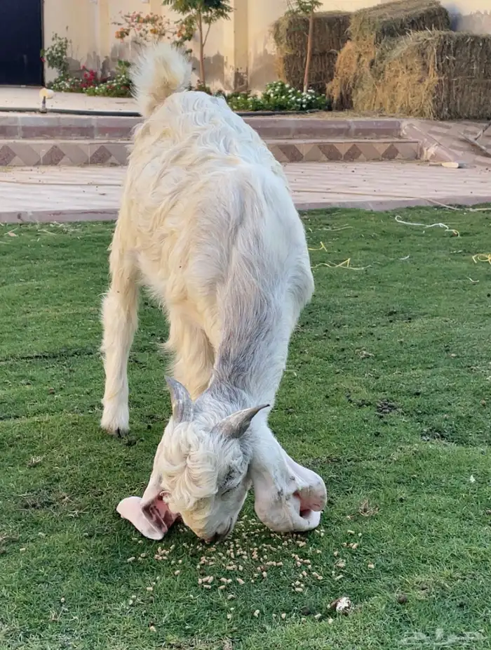 تيس مشروك 4 شهور طيب ( تم البيع ) 3