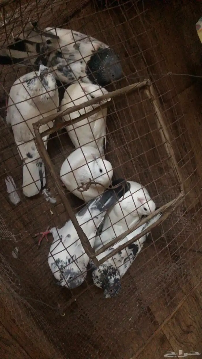 حمام للبيع الجوز بي 25 مافي توصيل 0