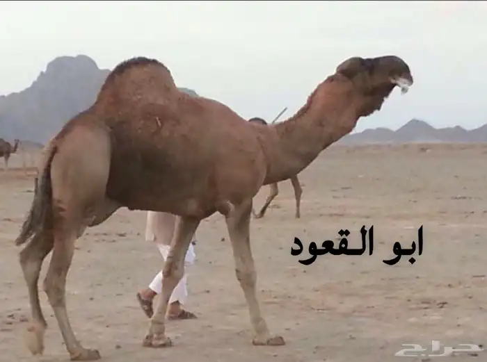 جمل مزيون للبيع 2