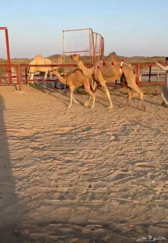 خلفة تحتها بكرة تحلب طاسه 50 هداوه ومشروطه 1