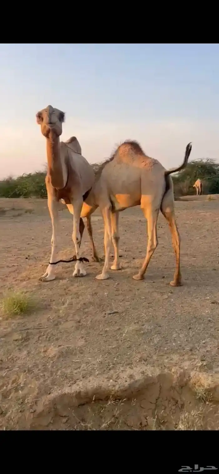 قعدان اثنين لباني شحم 1