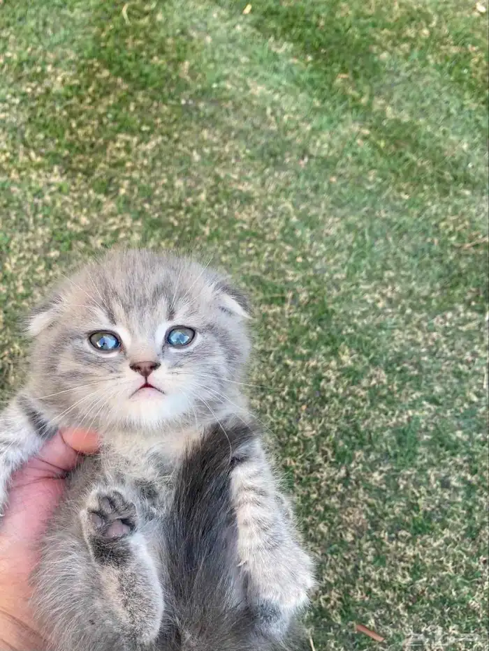 سكوتش فولد مطعمين مدربين للبيع ولايوجد تبني 33