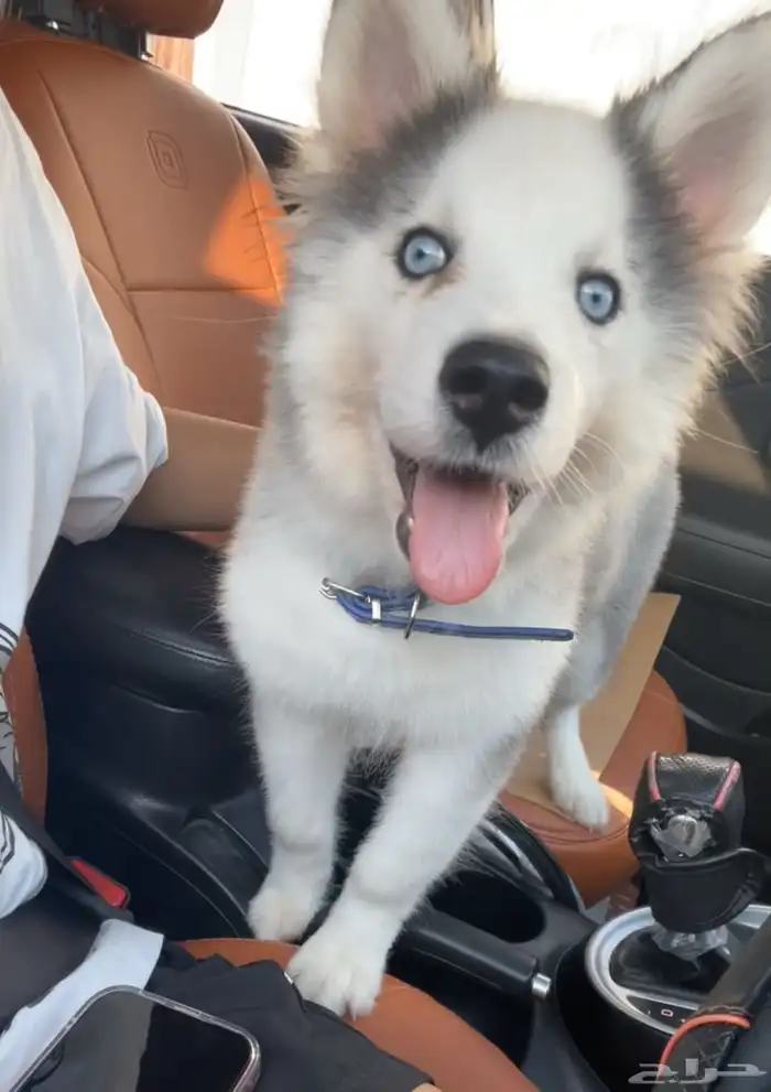 هاسكي بيور ذكر وانثى 4