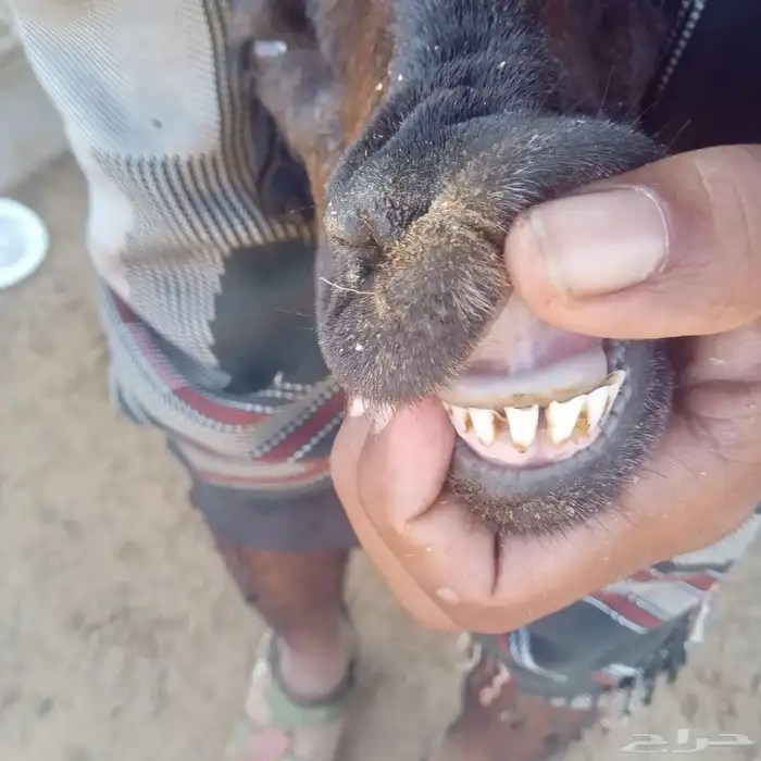 نعجه جدع مع رخل 4