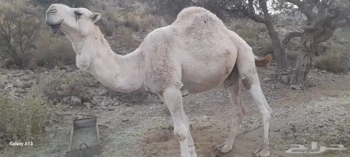 جمل على جميع الشروط 1