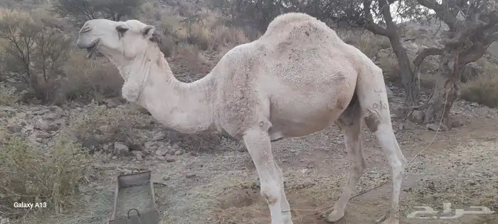 جمل على جميع الشروط 0