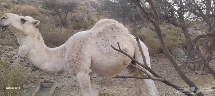 جمل على جميع الشروط 3