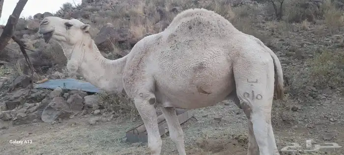 جمل على جميع الشروط 2