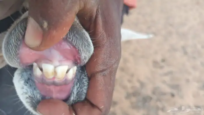 شاة تحتها طلي 1