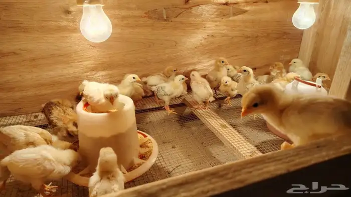 صيصان لوهمان براون 0