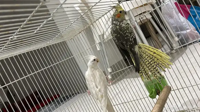 للبيع جوز كروان 5