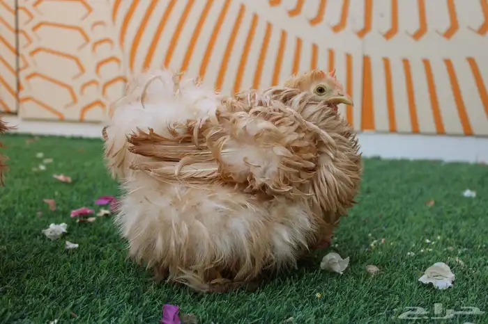 يتوفر اطقم كوشن مفتل انتاج (خارجي) و براهمه كولنبي بيور انتا 3