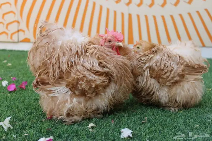 يتوفر اطقم كوشن مفتل انتاج (خارجي) و براهمه كولنبي بيور انتا 1