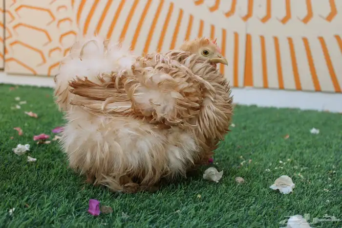 يتوفر اطقم كوشن مفتل انتاج (خارجي) و براهمه كولنبي بيور انتا 2