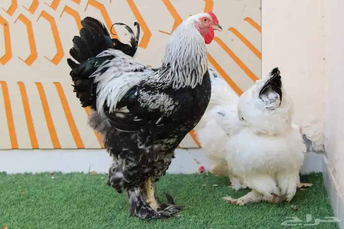 يتوفر اطقم كوشن مفتل انتاج (خارجي) و براهمه كولنبي بيور انتا 4