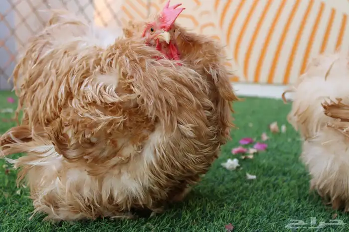 يتوفر اطقم كوشن مفتل انتاج (خارجي) و براهمه كولنبي بيور انتا 0