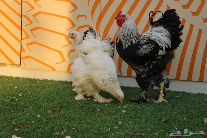 يتوفر اطقم كوشن مفتل انتاج (خارجي) و براهمه كولنبي بيور انتا 7