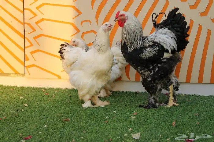 يتوفر اطقم كوشن مفتل انتاج (خارجي) و براهمه كولنبي بيور انتا 5