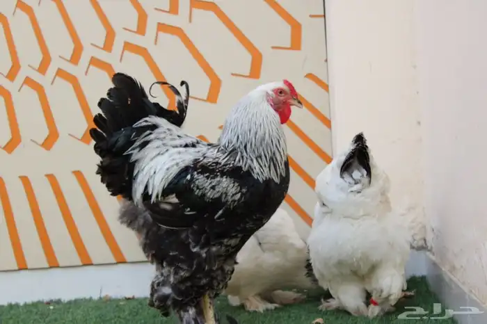 يتوفر اطقم كوشن مفتل انتاج (خارجي) و براهمه كولنبي بيور انتا 8