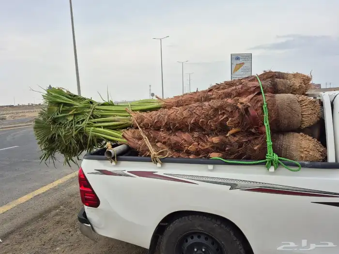يوجد لدينا نخل للبيع جده مكه الطائف نخل مثمر نخل واشنطني 1