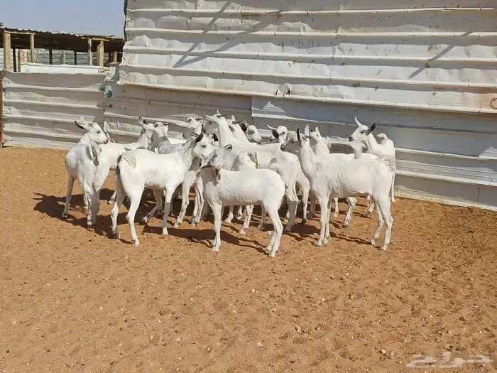 جذعات بيشيات العدد 16 2