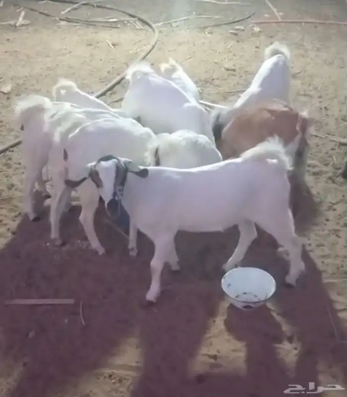 تيوس لباني بلدي 4