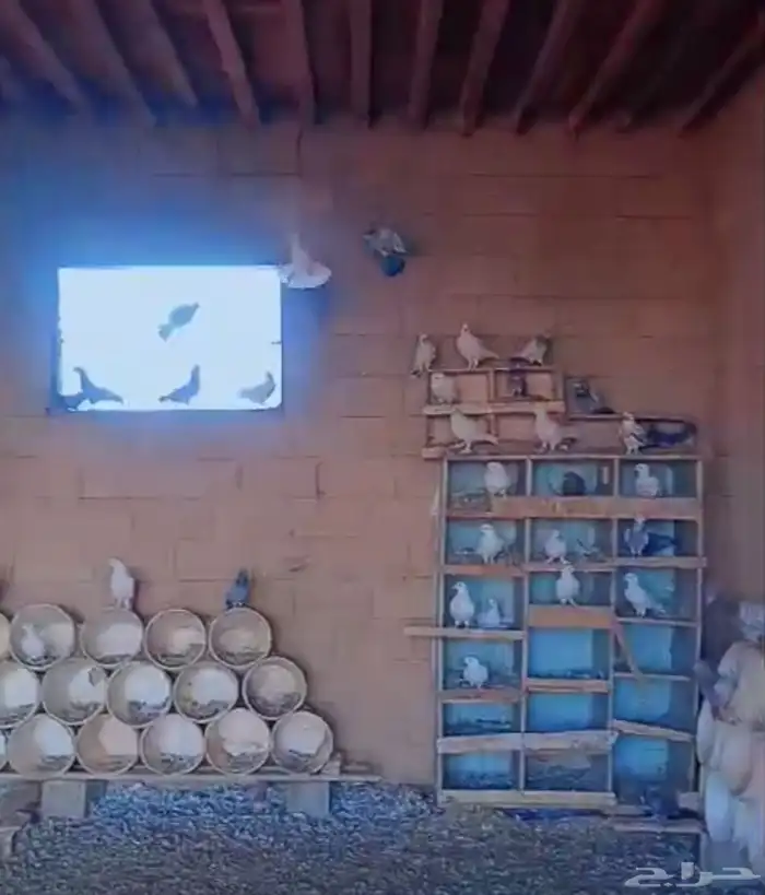 للبيع حمام العدد بالجوز والله اني مدري هو 21اور26 2