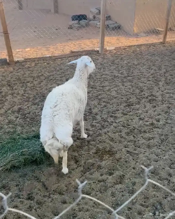 شاه حايل سمين وطيبه 0