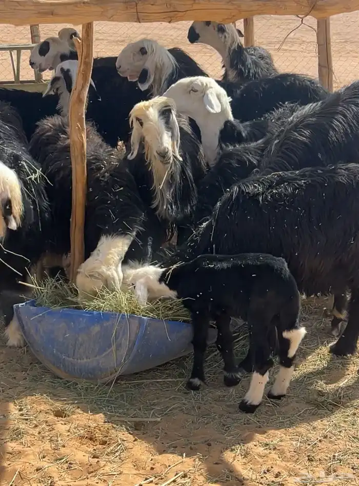 غنم نجد منابيع ودفيع 0