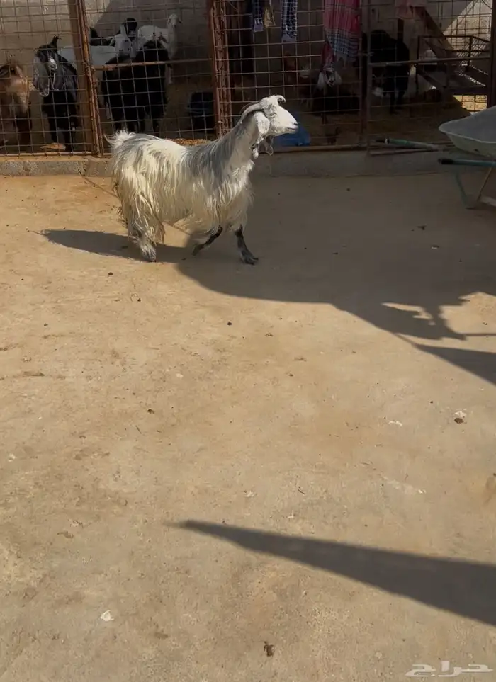 عنز دافع لها شهرين ونص فحص سونار 2