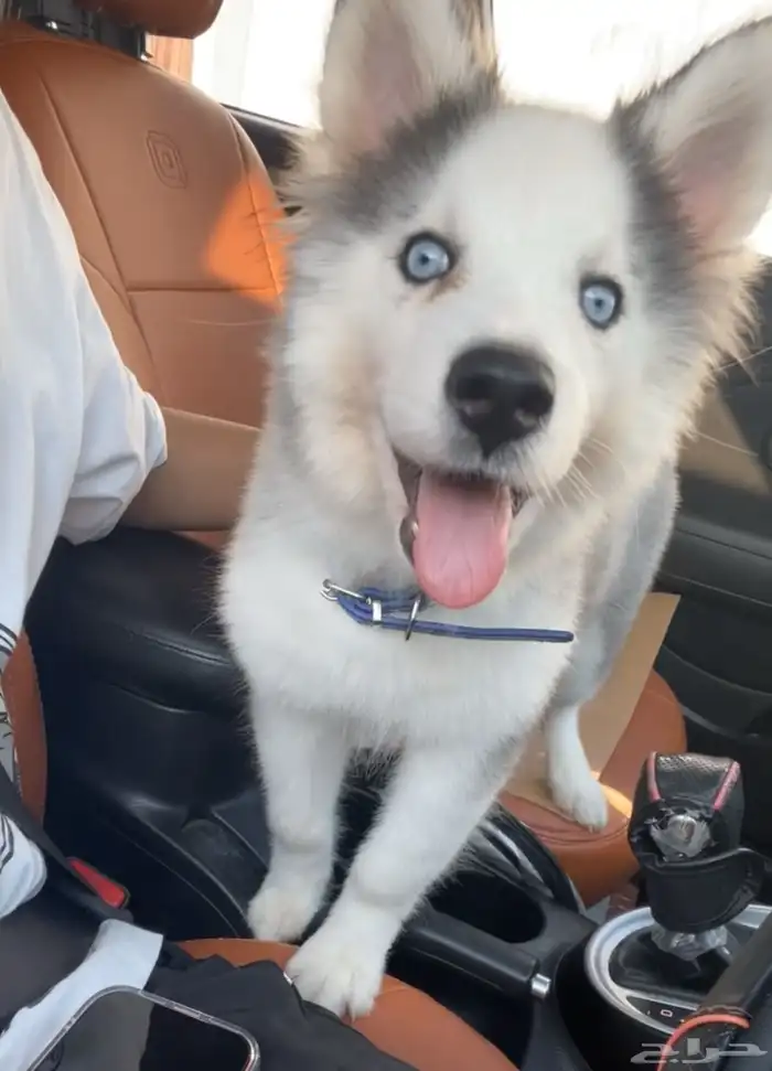 هاسكي بيور ذكر وانثى 1