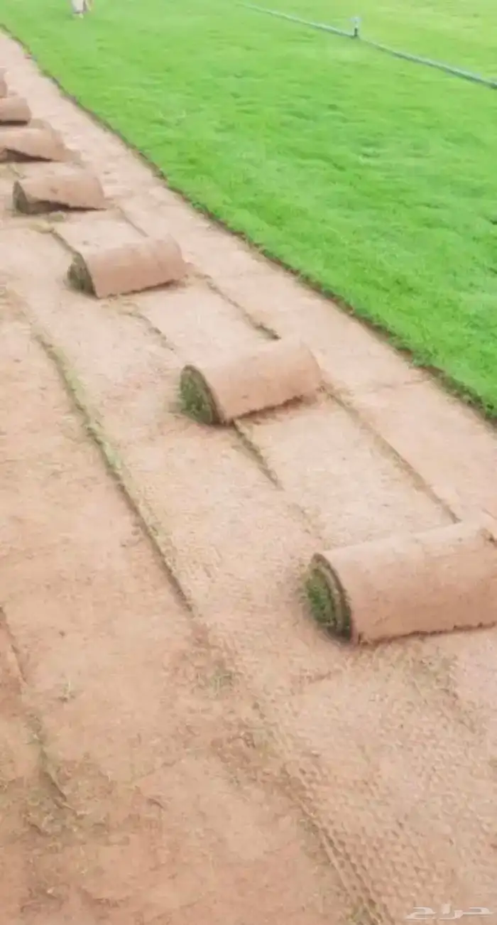 للبيع نجيله خضراء عشب اخضر طبيعي 2