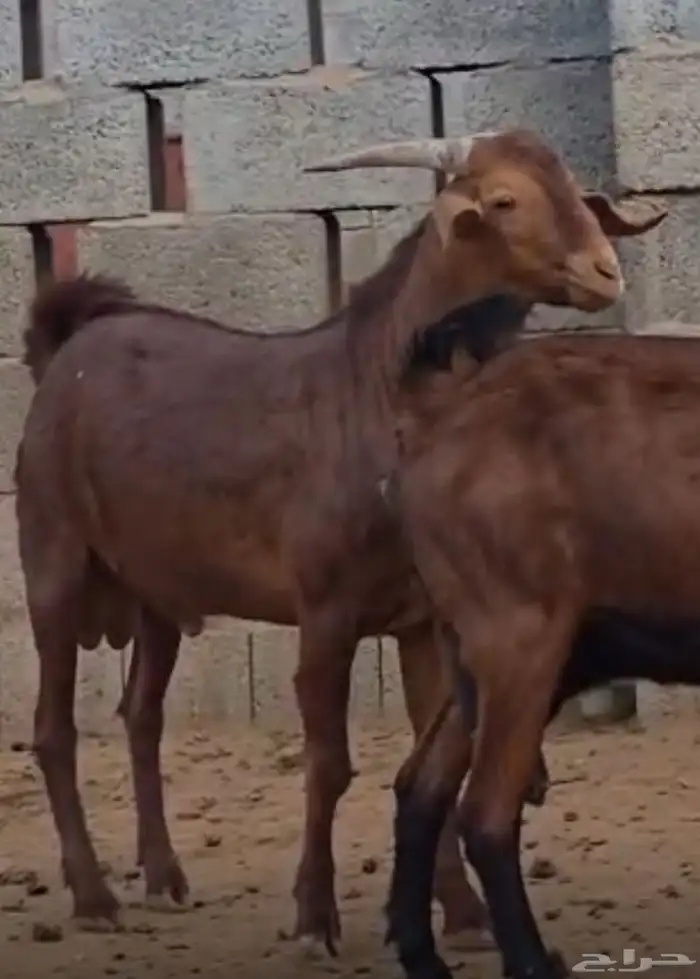 تيس ادهم فاخر 0